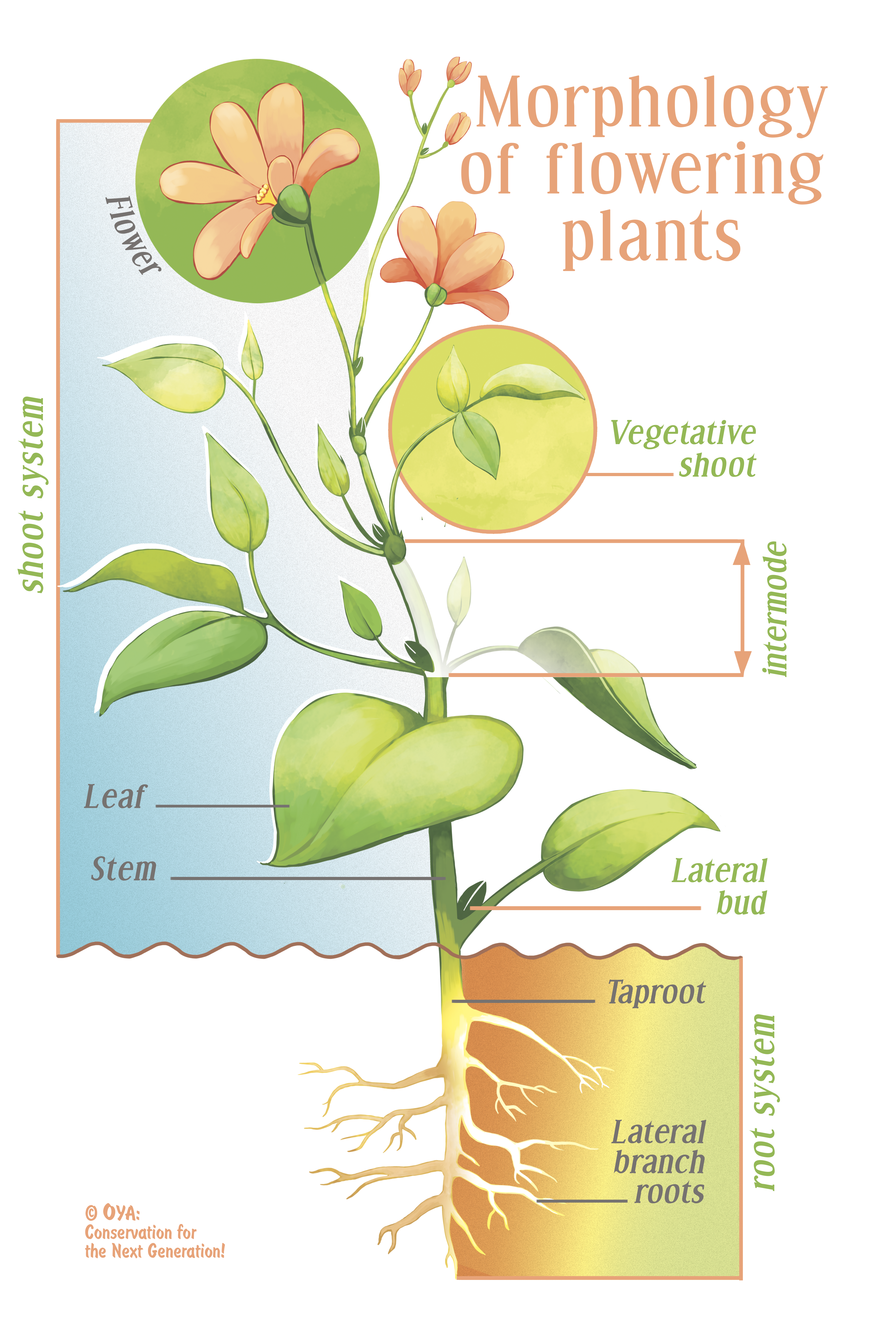 Detailed botanical illustration of a complete flowering plant showing the shoot system above ground and root system below, with labelled structures including flower, vegetative shoot, internode, leaf, stem, lateral bud, taproot and lateral branch roots
